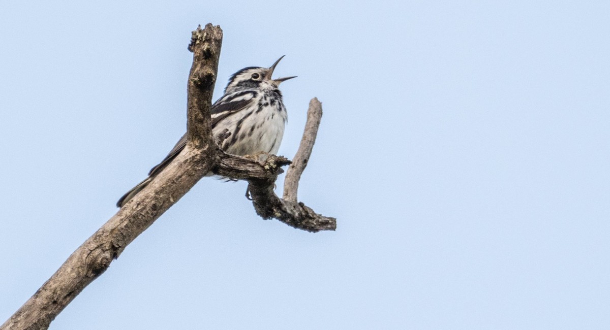 Black-and-white Warbler - Matt M.