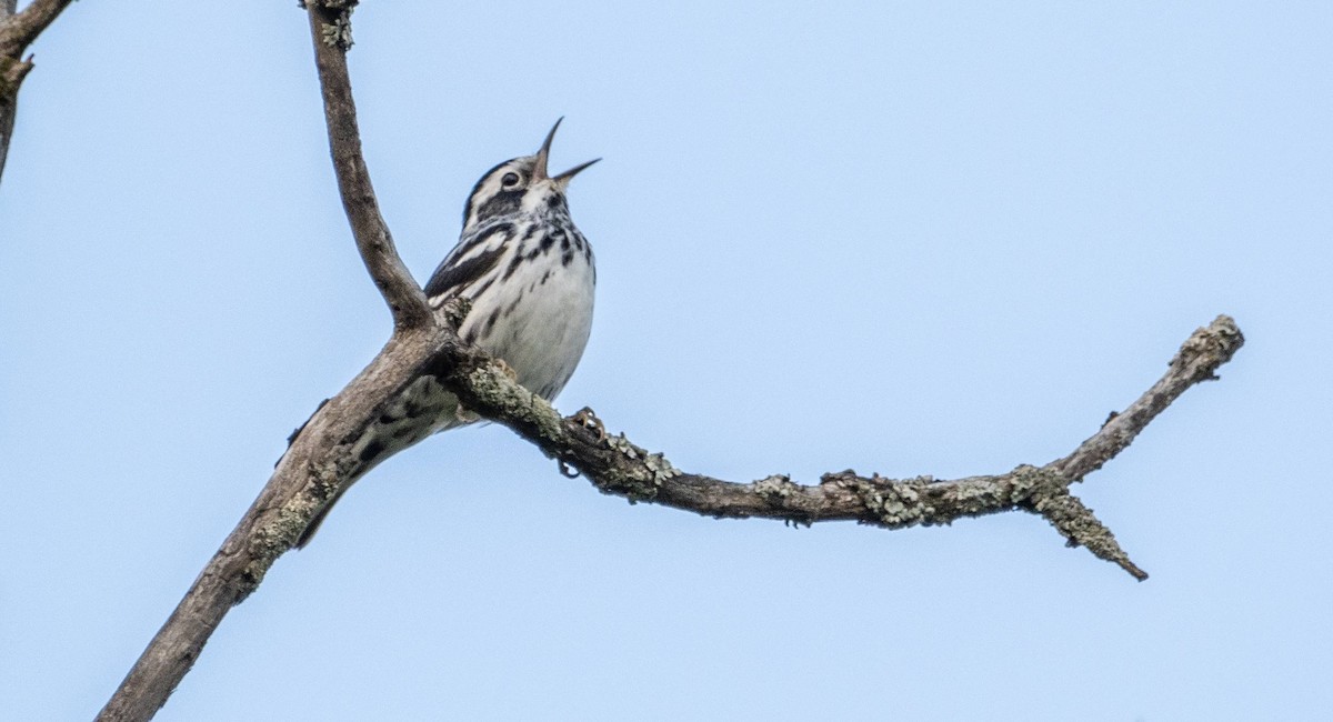 Black-and-white Warbler - Matt M.