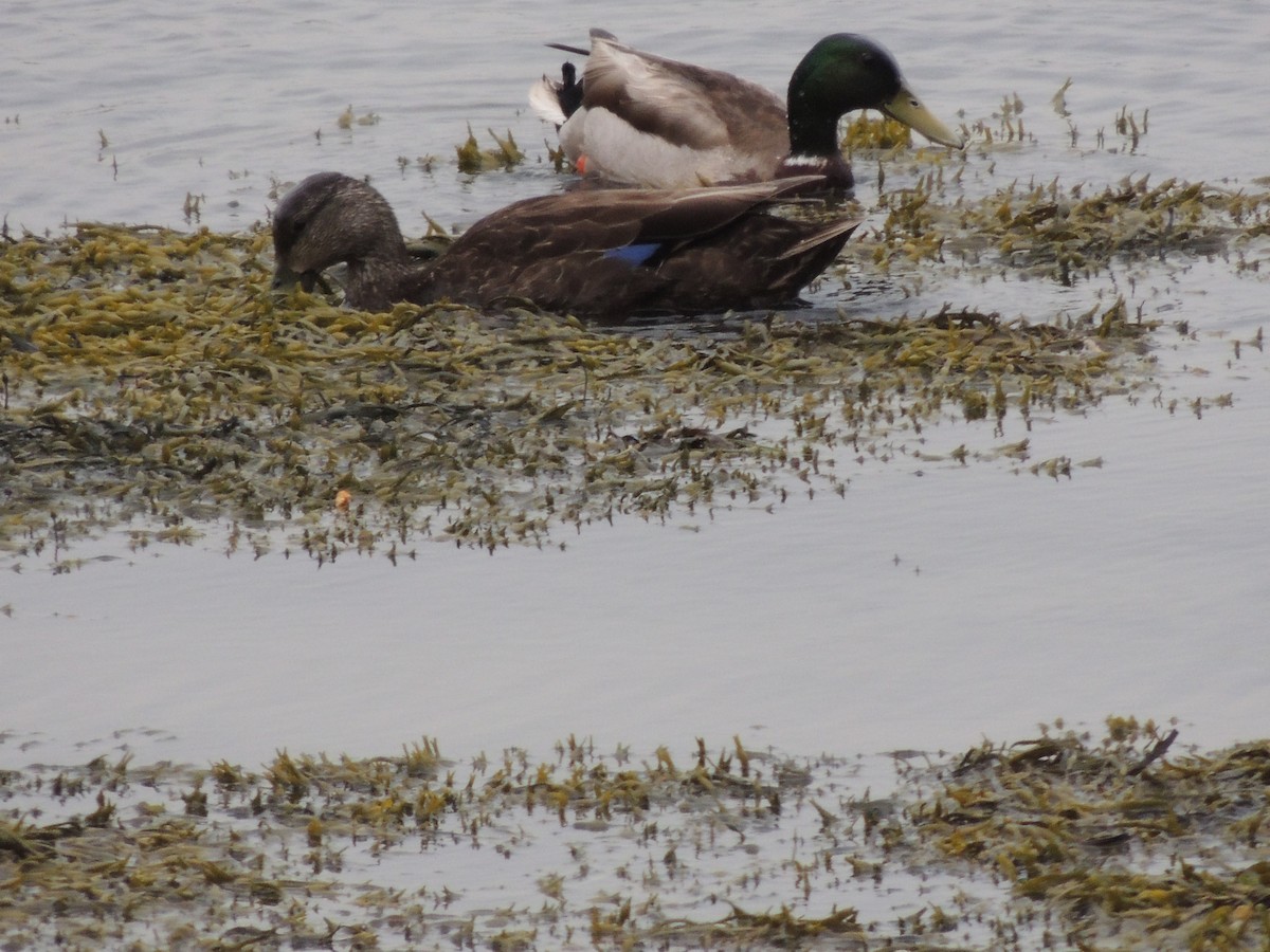 Mallard - Glenn Knoblock