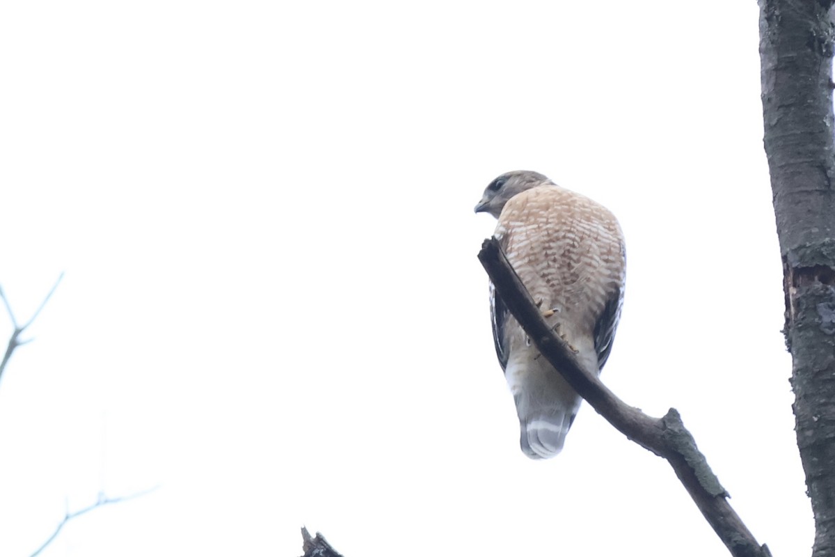 Red-shouldered Hawk - Peyton Stone