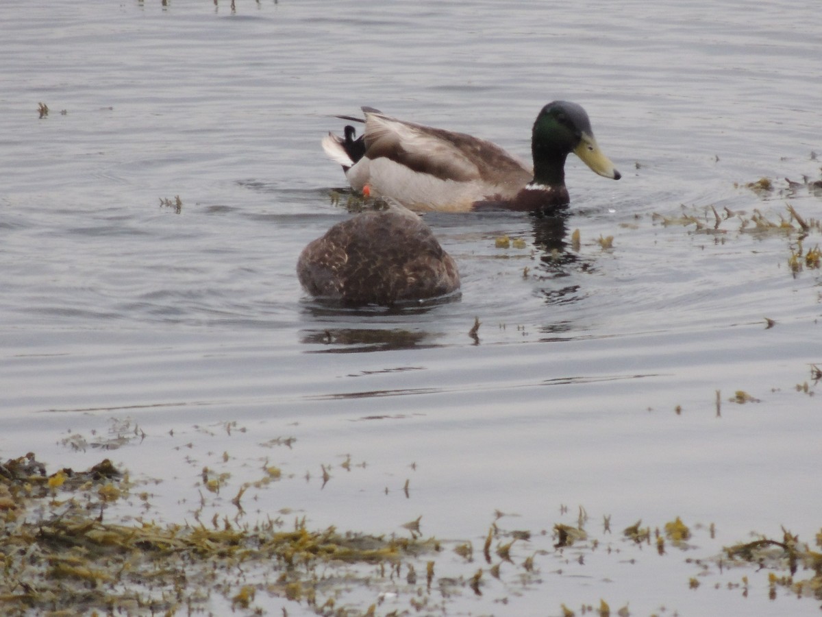 Mallard - Glenn Knoblock