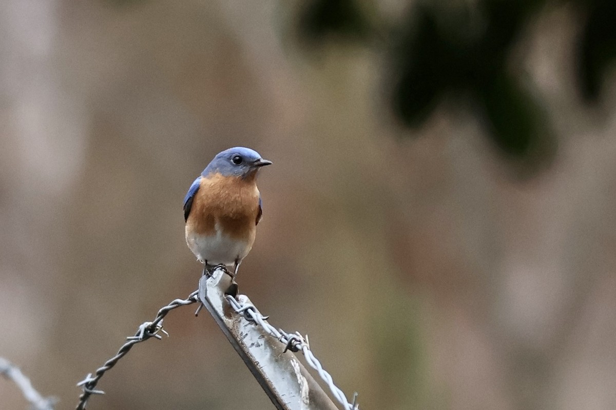 Eastern Bluebird - Peyton Stone