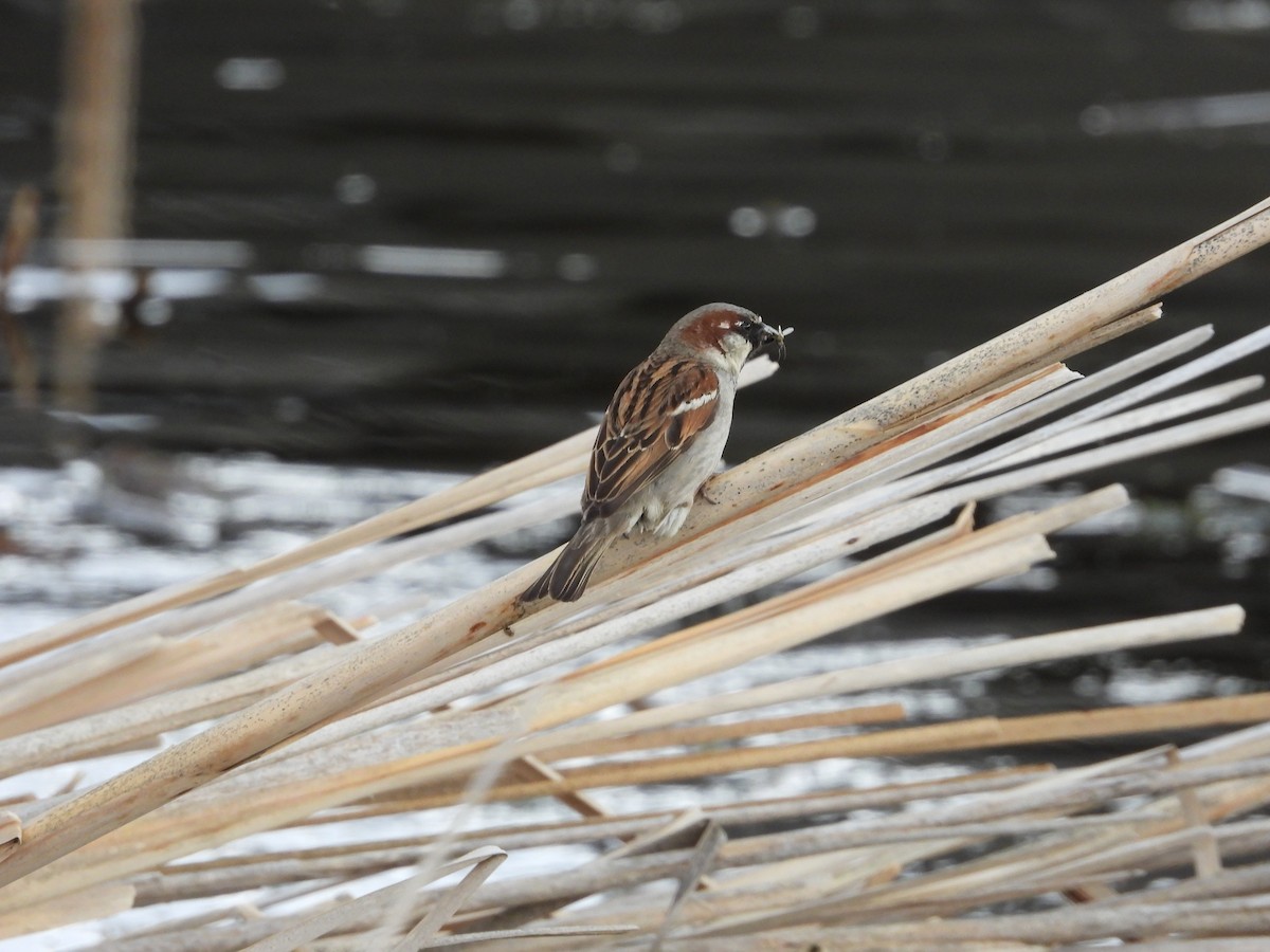 House Sparrow - Gerard Nachtegaele