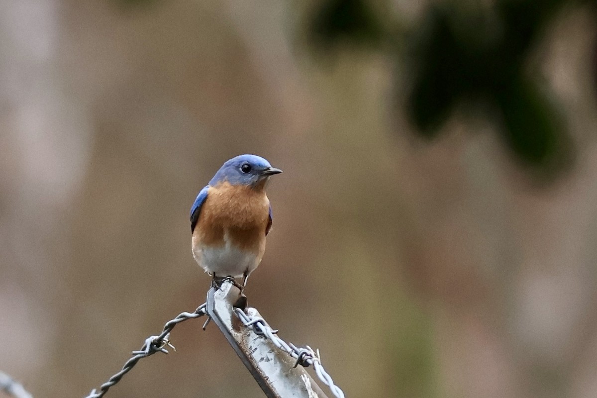 Eastern Bluebird - Peyton Stone