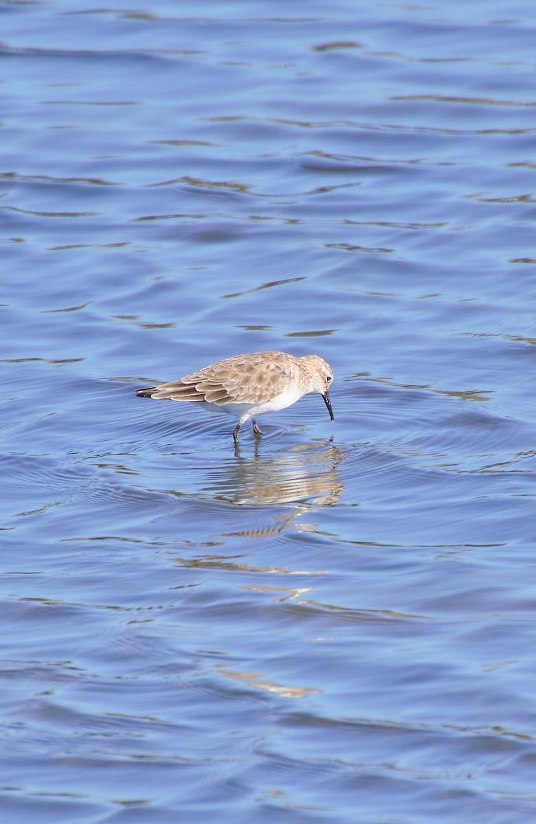 Semipalmated Sandpiper - Angélica  Abarca