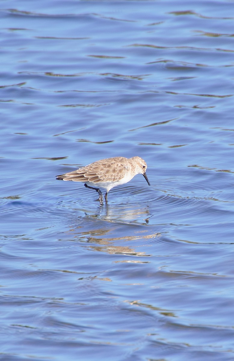 Semipalmated Sandpiper - Angélica  Abarca