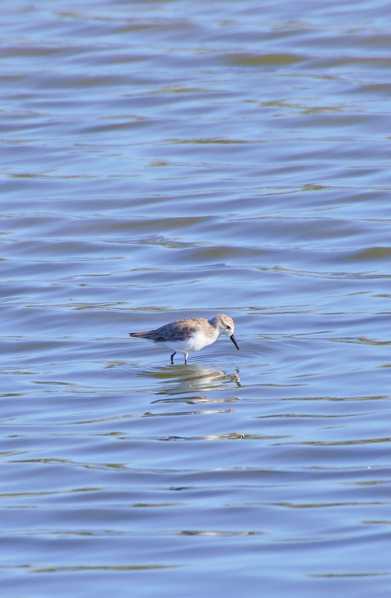 Semipalmated Sandpiper - Angélica  Abarca