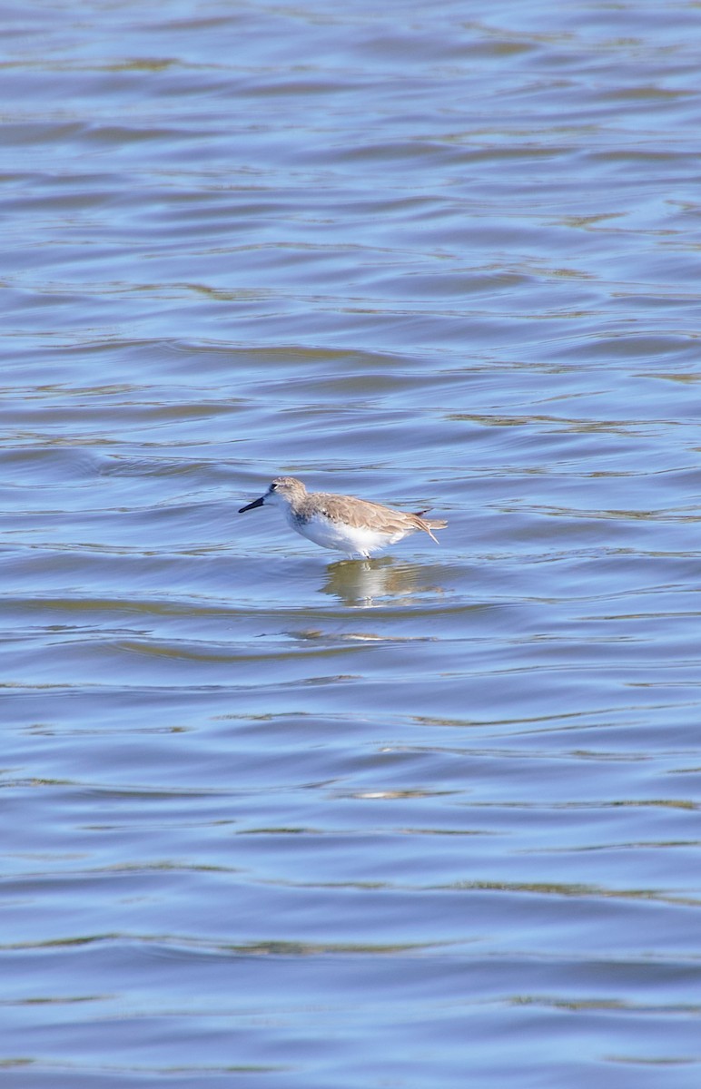 Semipalmated Sandpiper - Angélica  Abarca