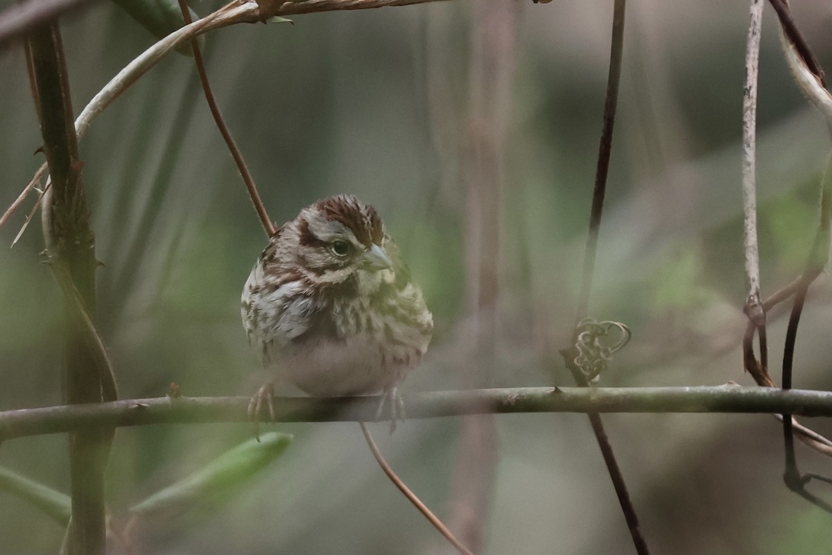 Song Sparrow - Peyton Stone