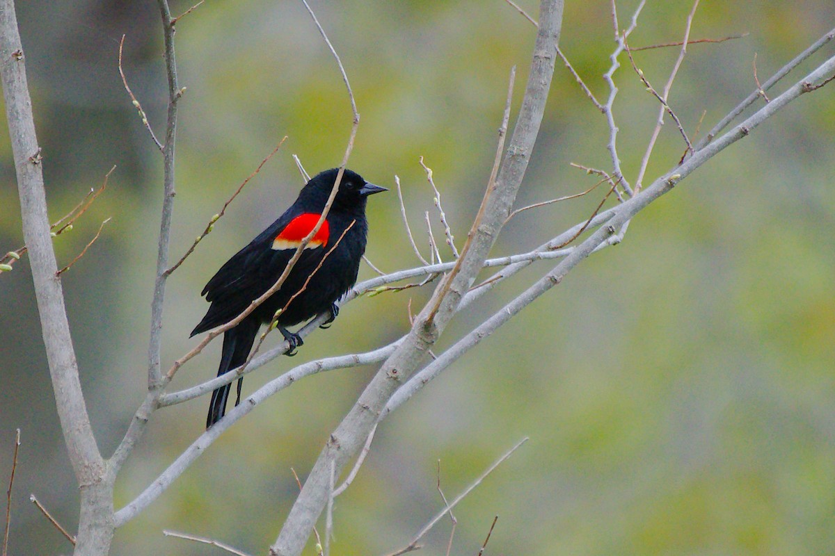 Red-winged Blackbird - Rick Beaudon