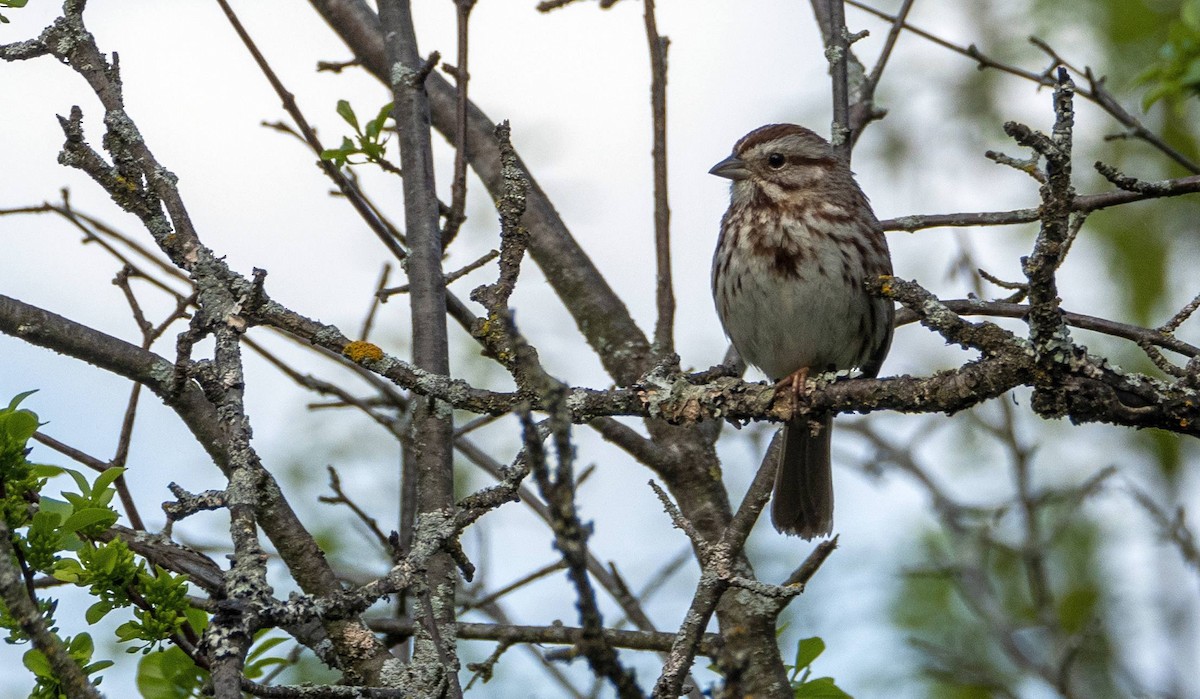 Song Sparrow - Matt M.