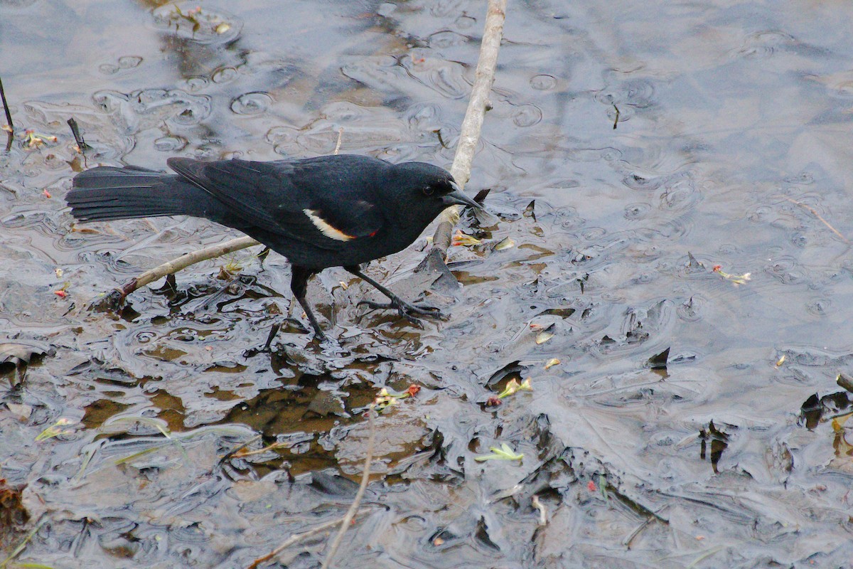 Red-winged Blackbird - Rick Beaudon