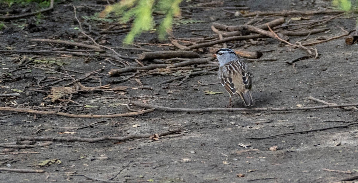 White-crowned Sparrow - Matt M.