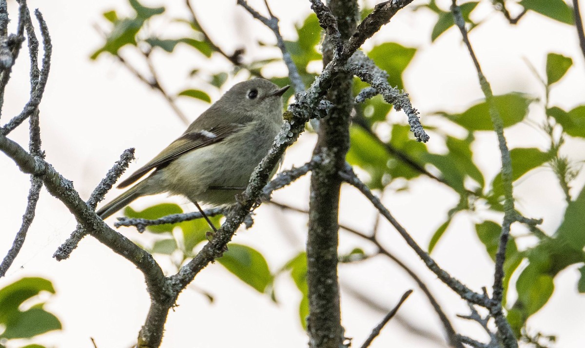 Ruby-crowned Kinglet - Matt M.