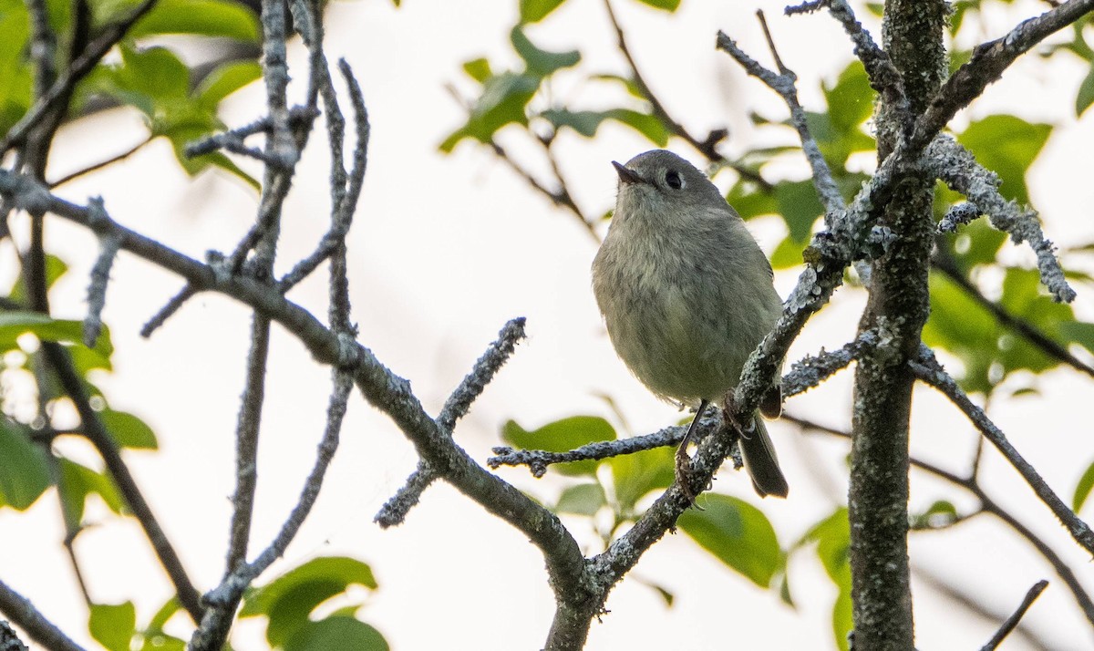 Ruby-crowned Kinglet - Matt M.