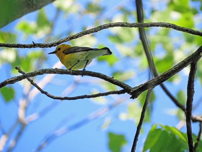 Prothonotary Warbler - Nancy Anderson