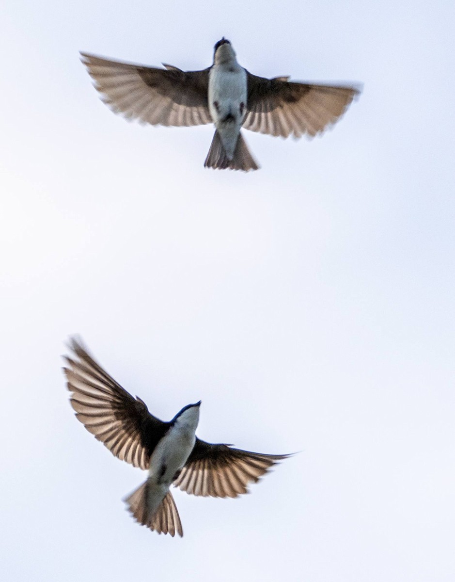 Tree Swallow - Matt M.