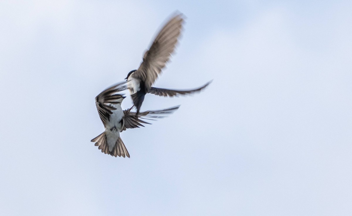 Tree Swallow - Matt M.