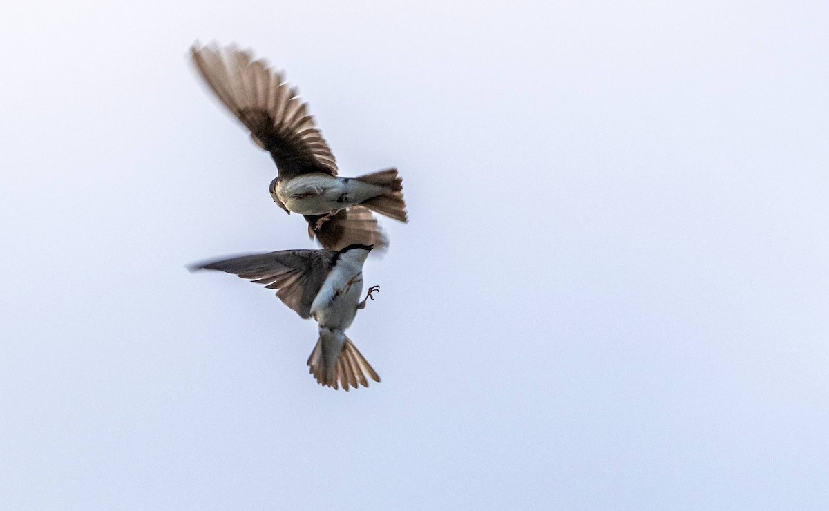 Tree Swallow - Matt M.