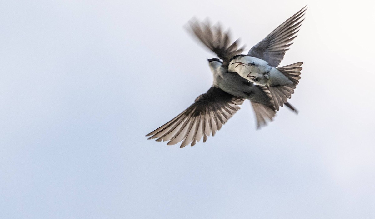 Tree Swallow - Matt M.