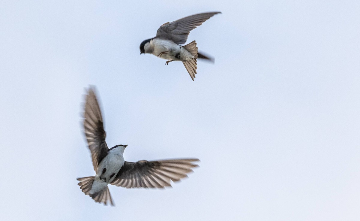 Tree Swallow - Matt M.