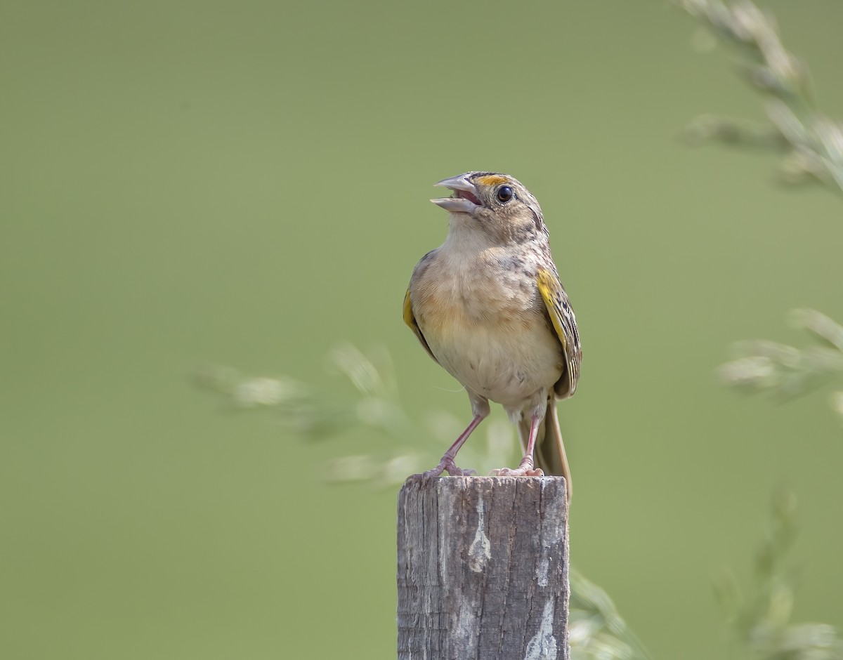 Grasshopper Sparrow - ML619509805