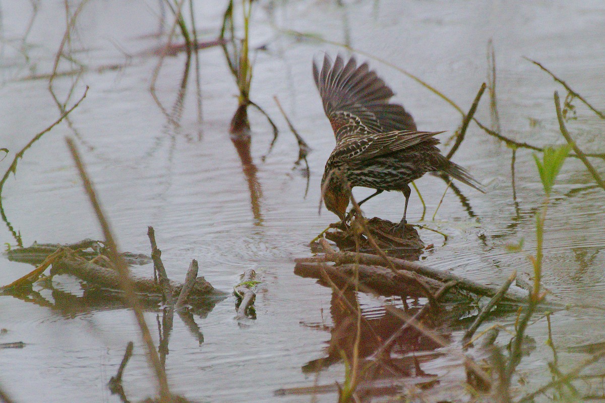 Red-winged Blackbird - Rick Beaudon