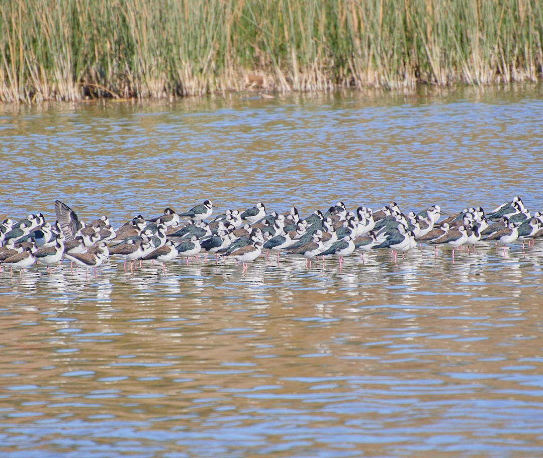 Black-necked Stilt - ML619509808