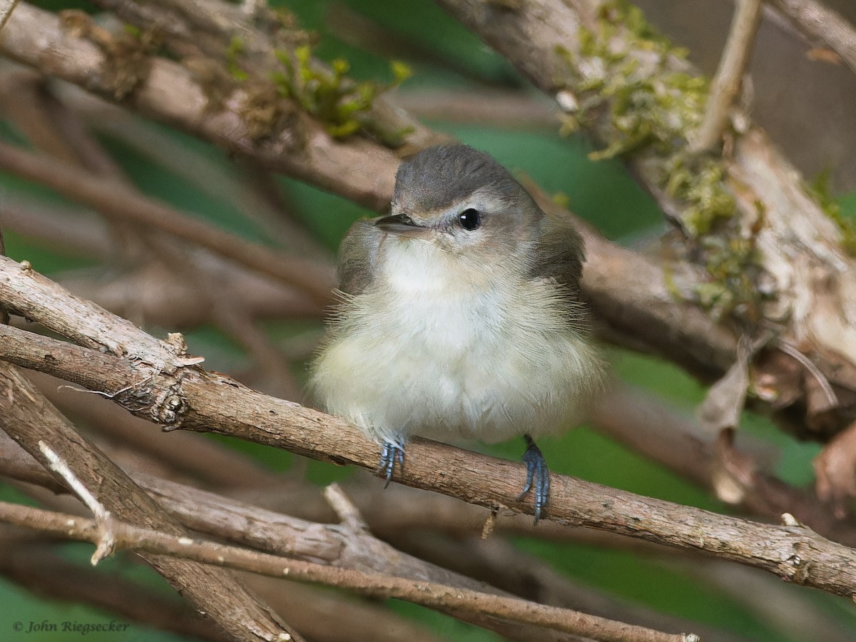 Warbling Vireo - John Riegsecker