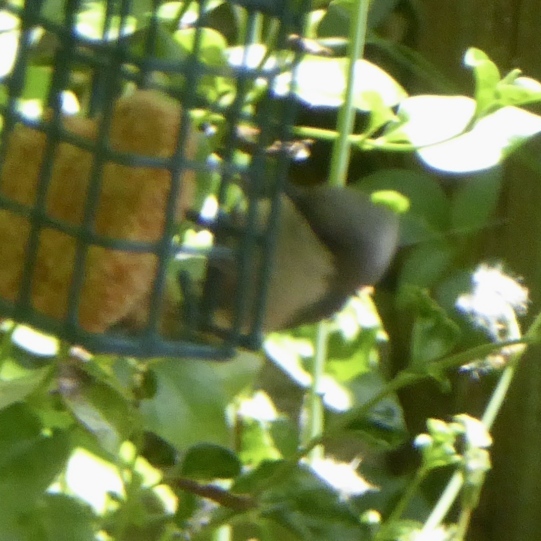 Pygmy Nuthatch - Anonymous