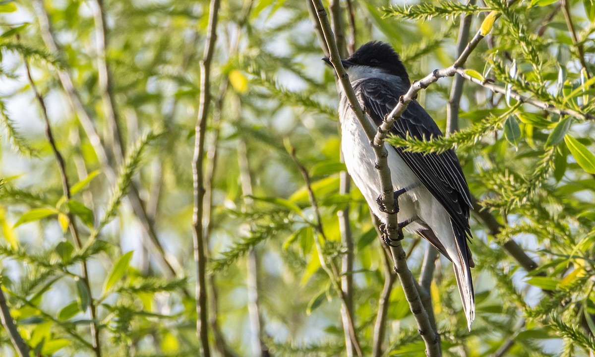 Eastern Kingbird - Matt M.