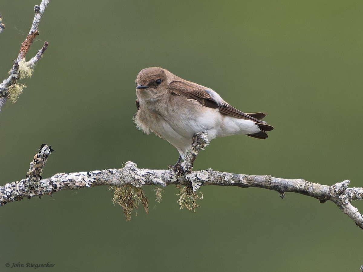 Northern Rough-winged Swallow - John Riegsecker