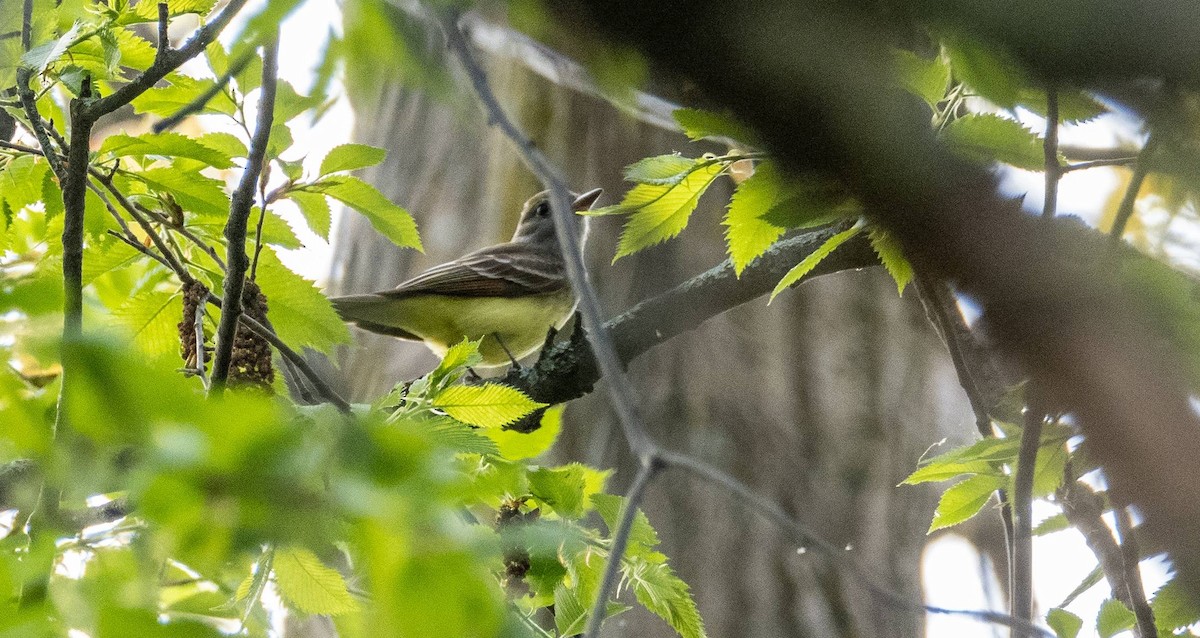 Great Crested Flycatcher - ML619509839