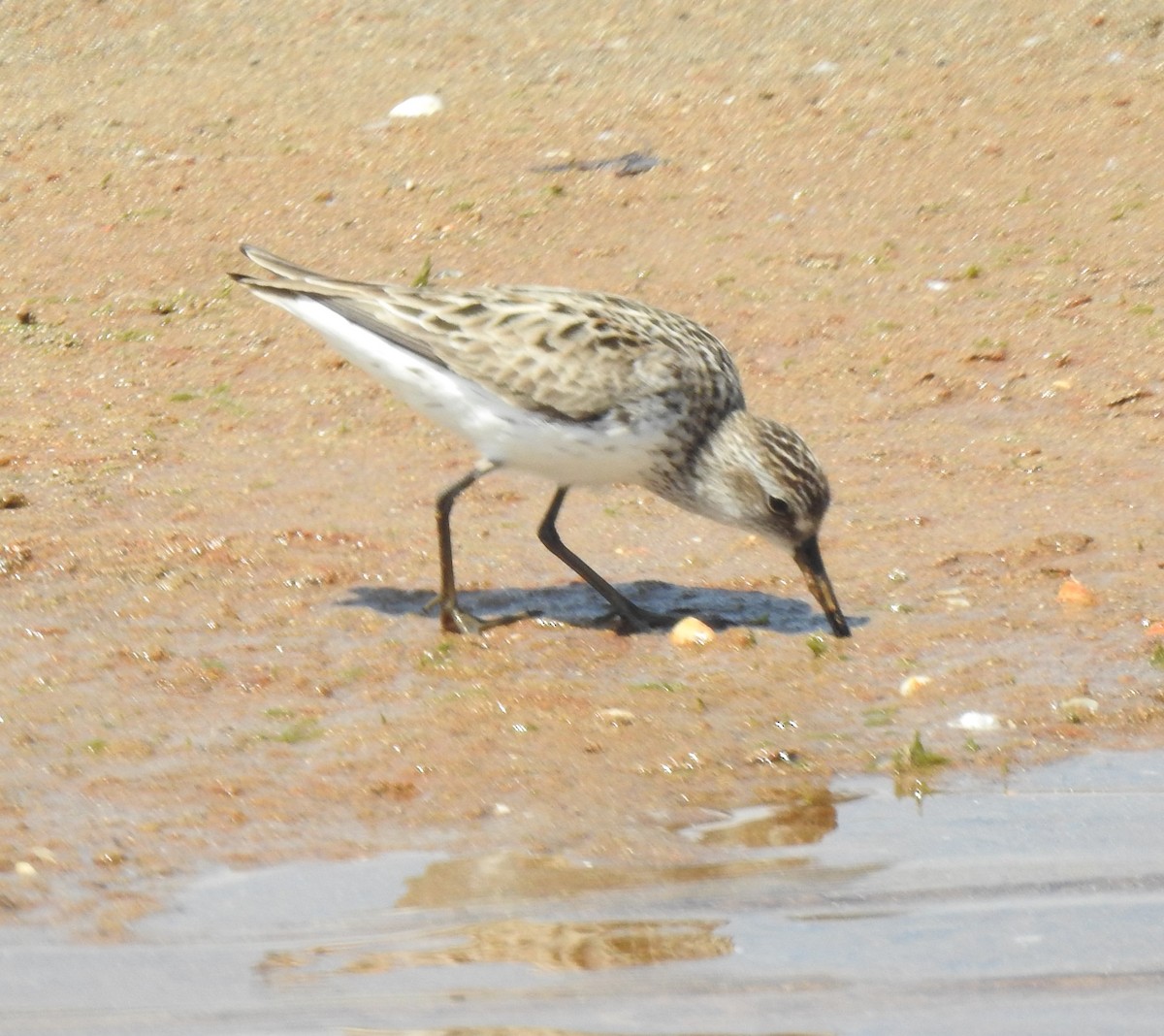 shorebird sp. - Janet Pellegrini