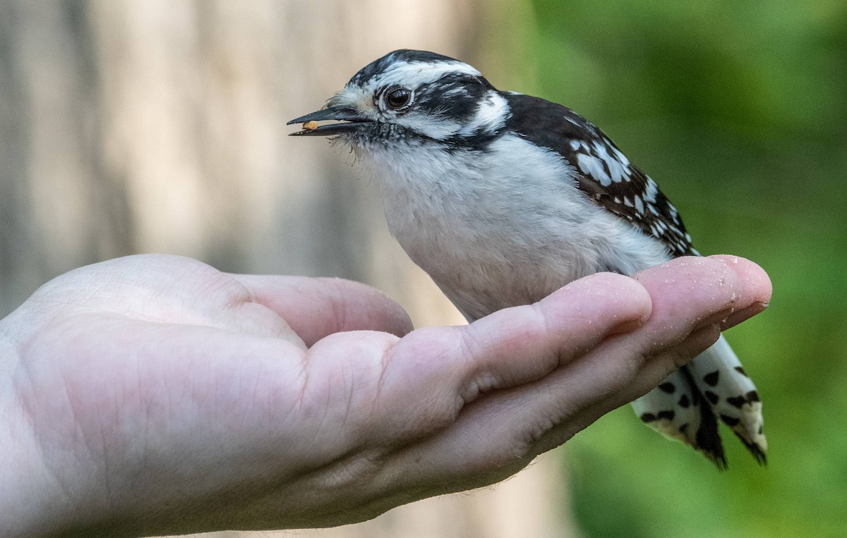 Downy Woodpecker - ML619509846