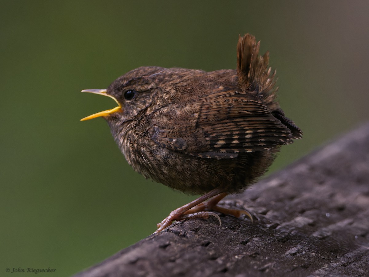 Pacific Wren - John Riegsecker