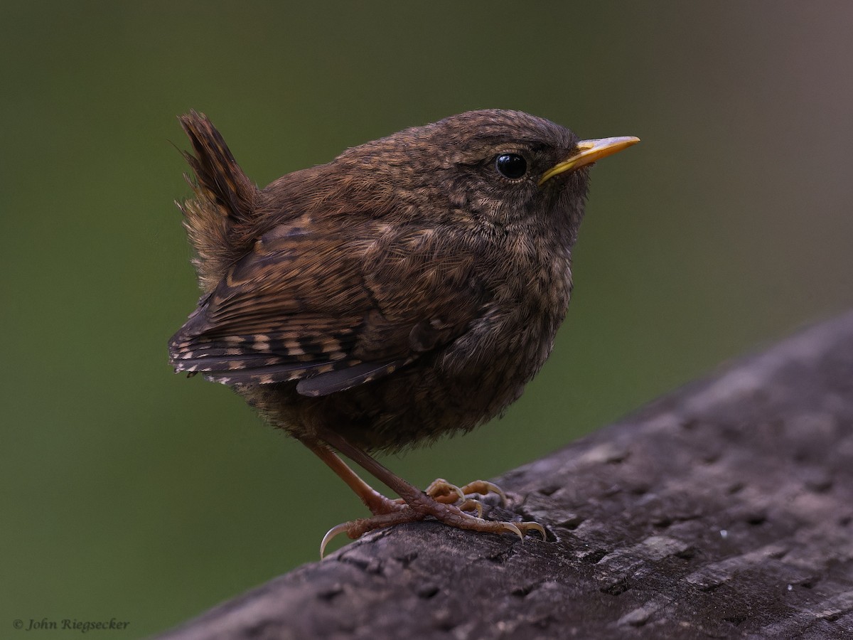 Pacific Wren - John Riegsecker