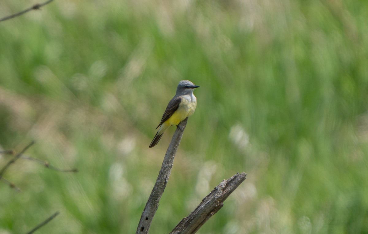 Western Kingbird - Ben Lambert