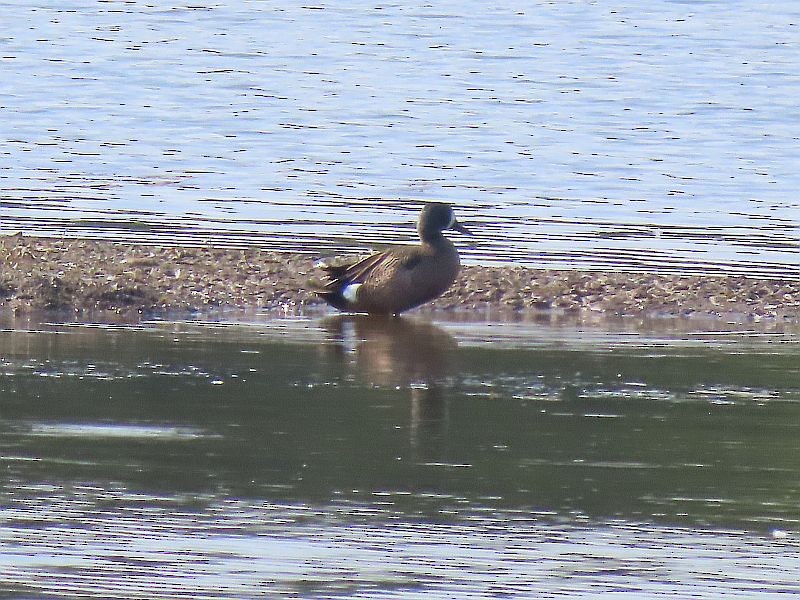 Blue-winged Teal - Tracy The Birder