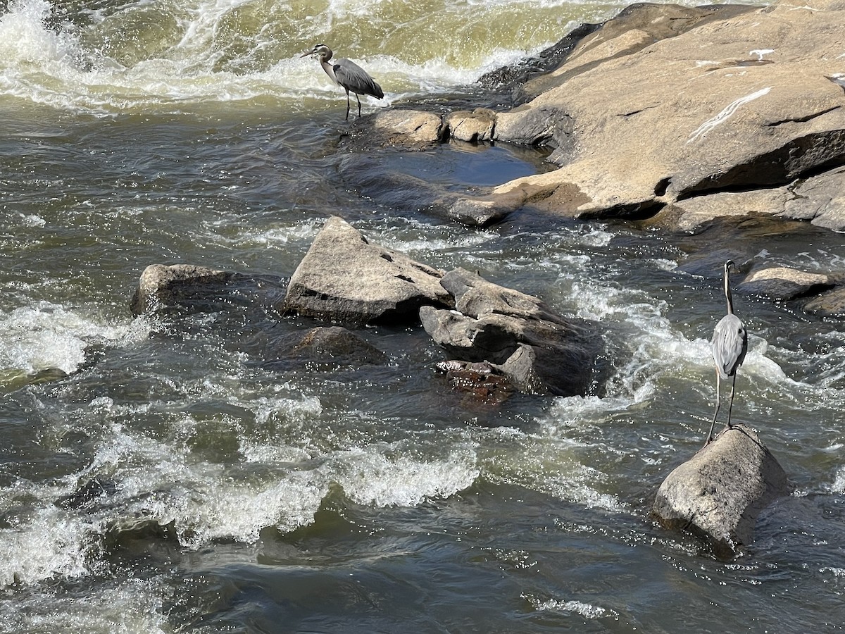 Great Blue Heron - Gigi Amateau