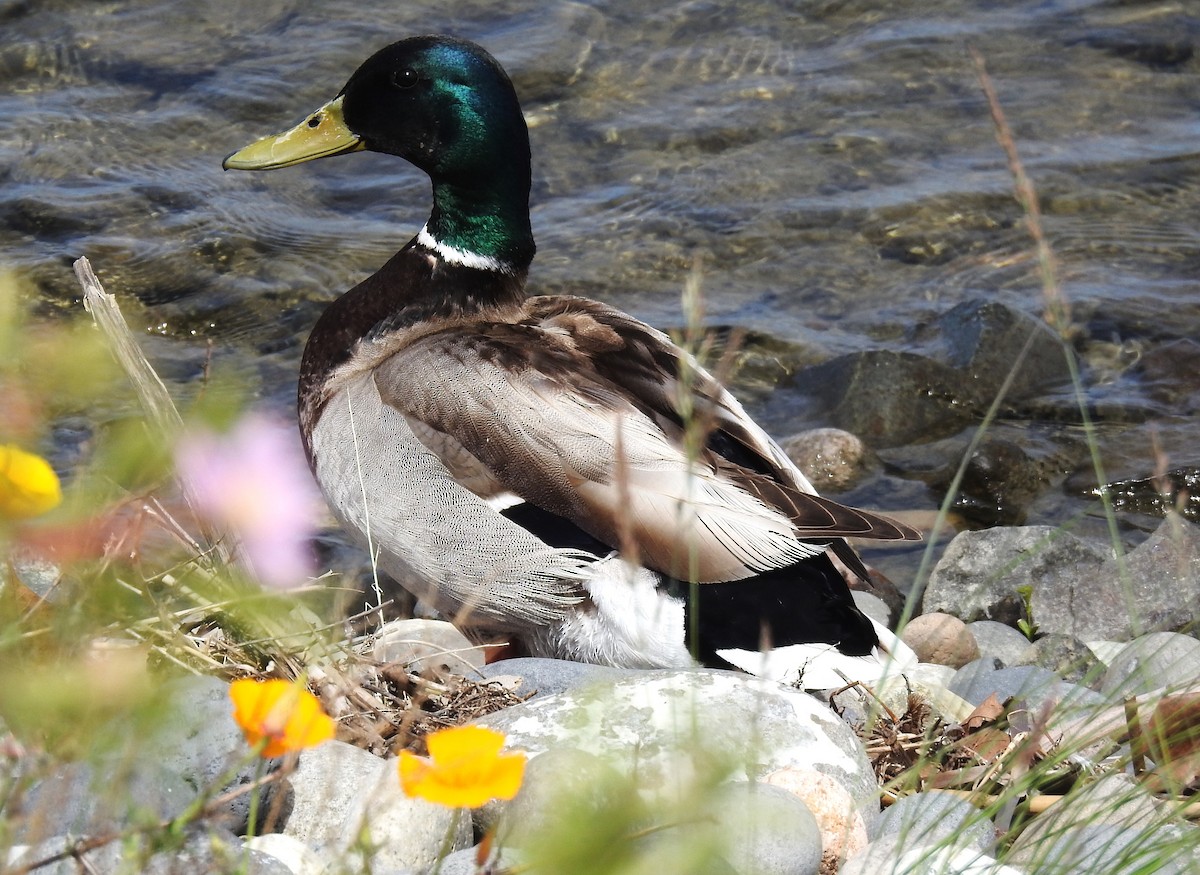 Mallard - Elke Davis