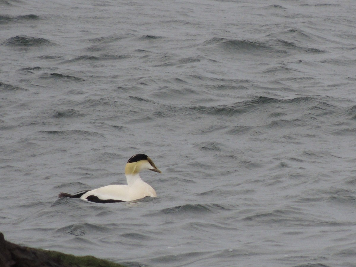 Common Eider - Glenn Knoblock