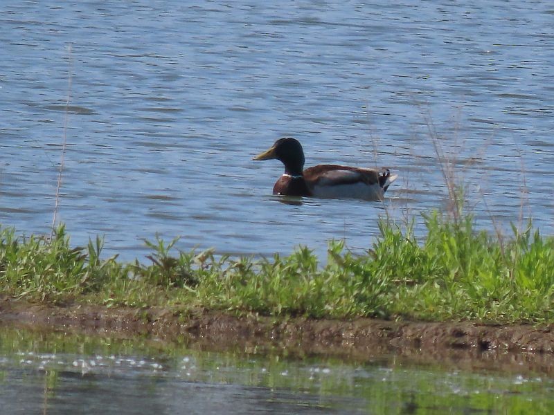 Mallard - Tracy The Birder