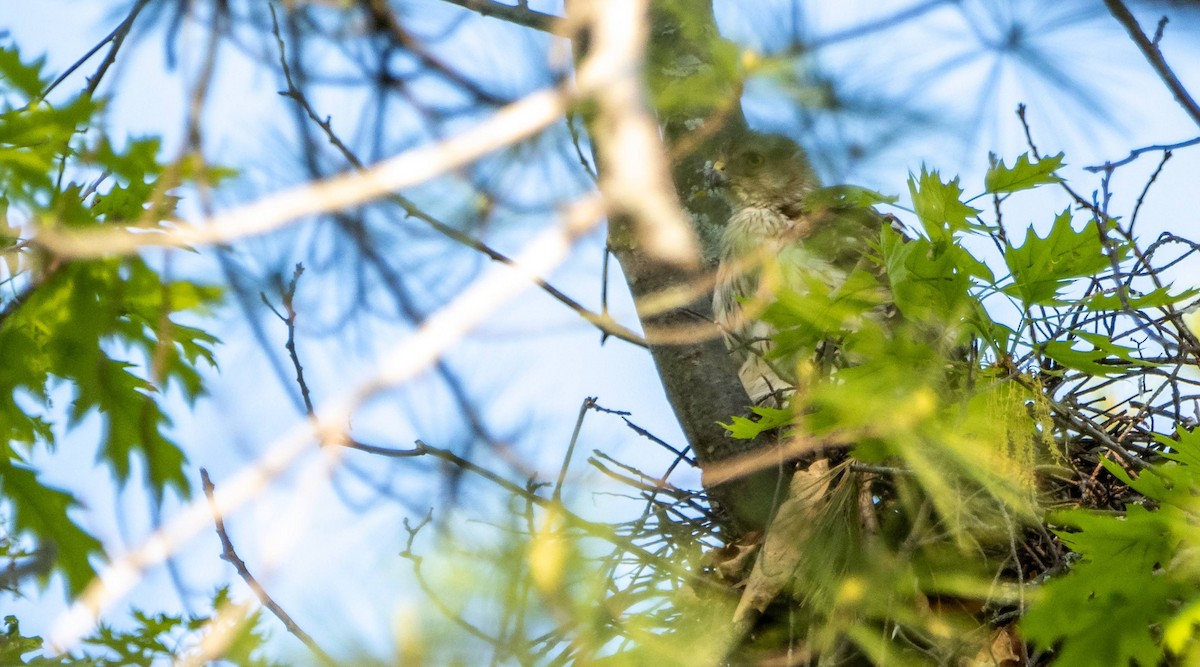 Cooper's Hawk - Matt M.