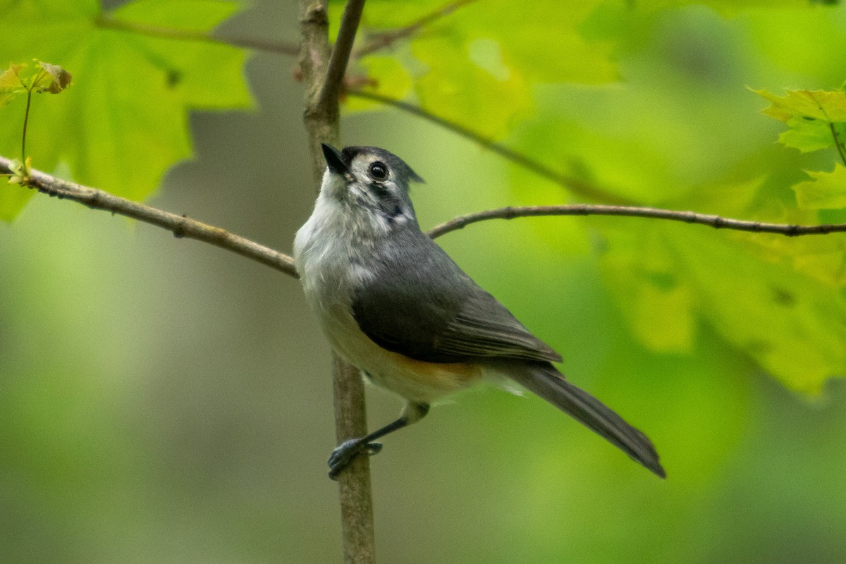 Tufted Titmouse - Carly Philpott