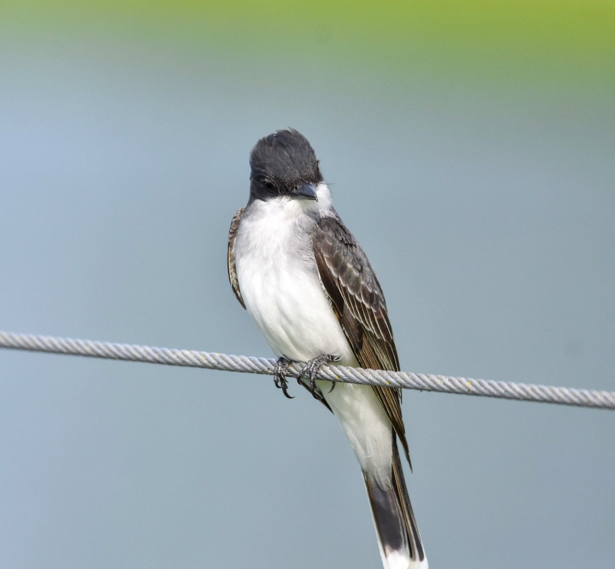 Eastern Kingbird - Lawrence Grennan