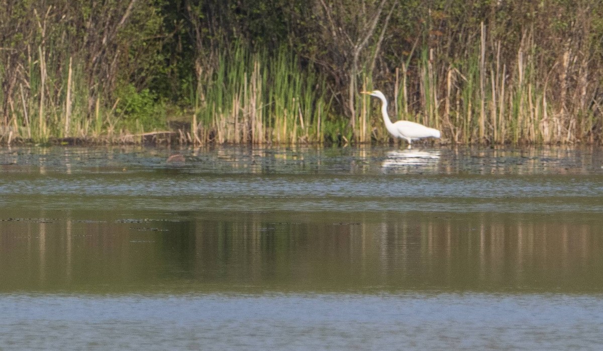 Great Egret - Matt M.