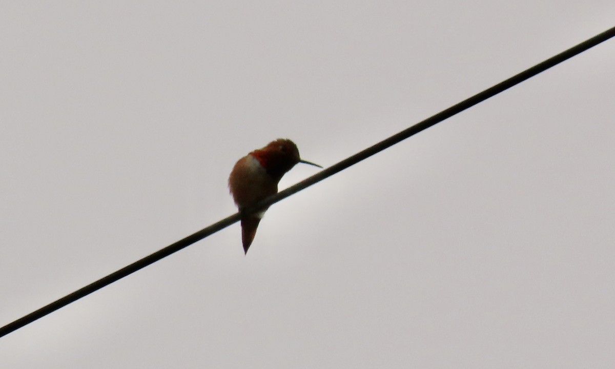 Rufous/Allen's Hummingbird - Petra Clayton