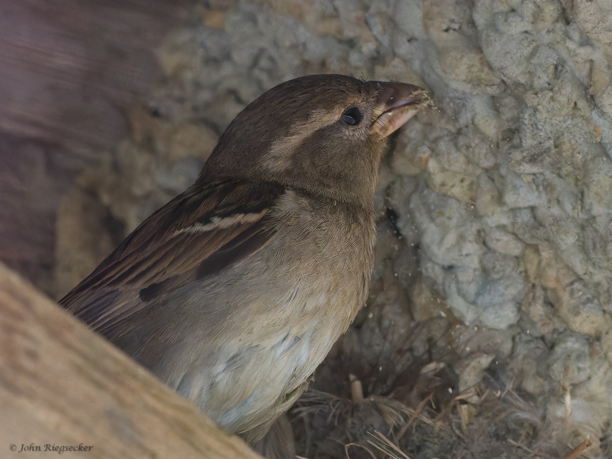 House Sparrow - John Riegsecker