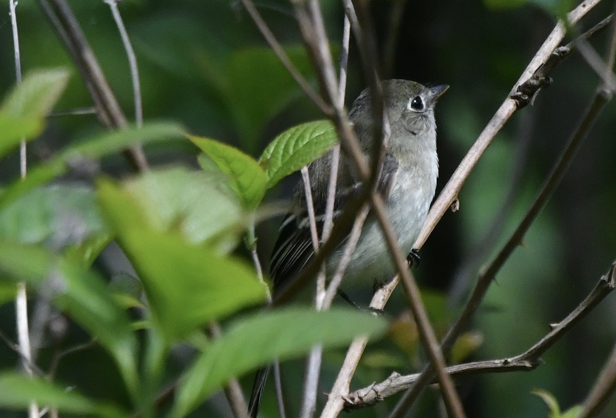 Least Flycatcher - Suzanne Sullivan